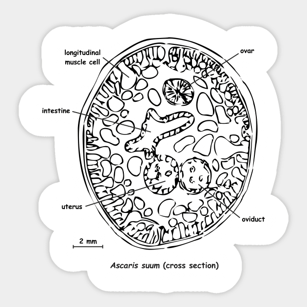 Cross section of Ascaris suum, labelled Sticker by RosArt100